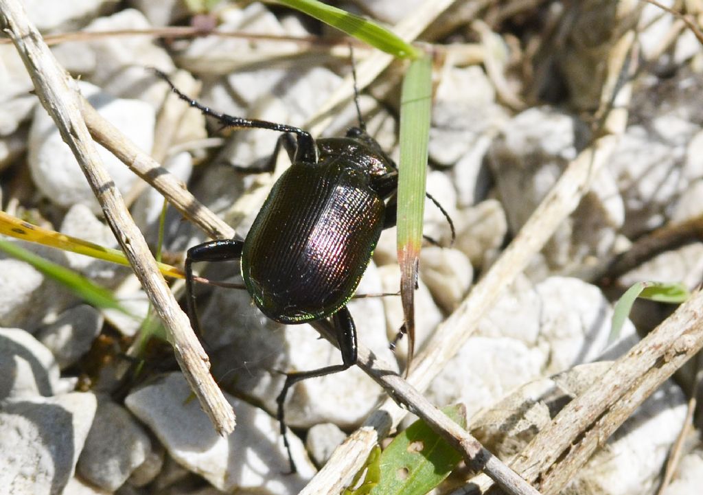 Carabidae:  Calosoma inquisitor